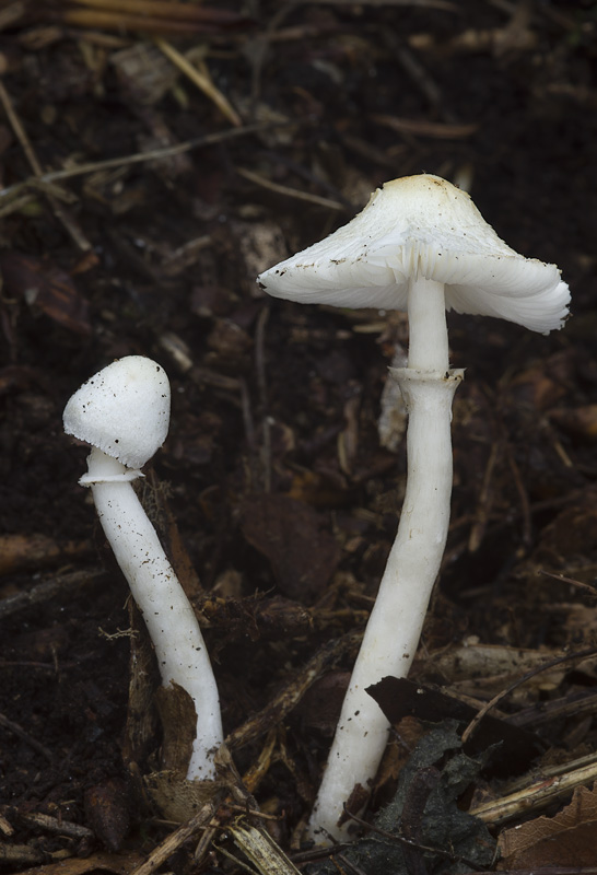 Leucoagaricus sericifer